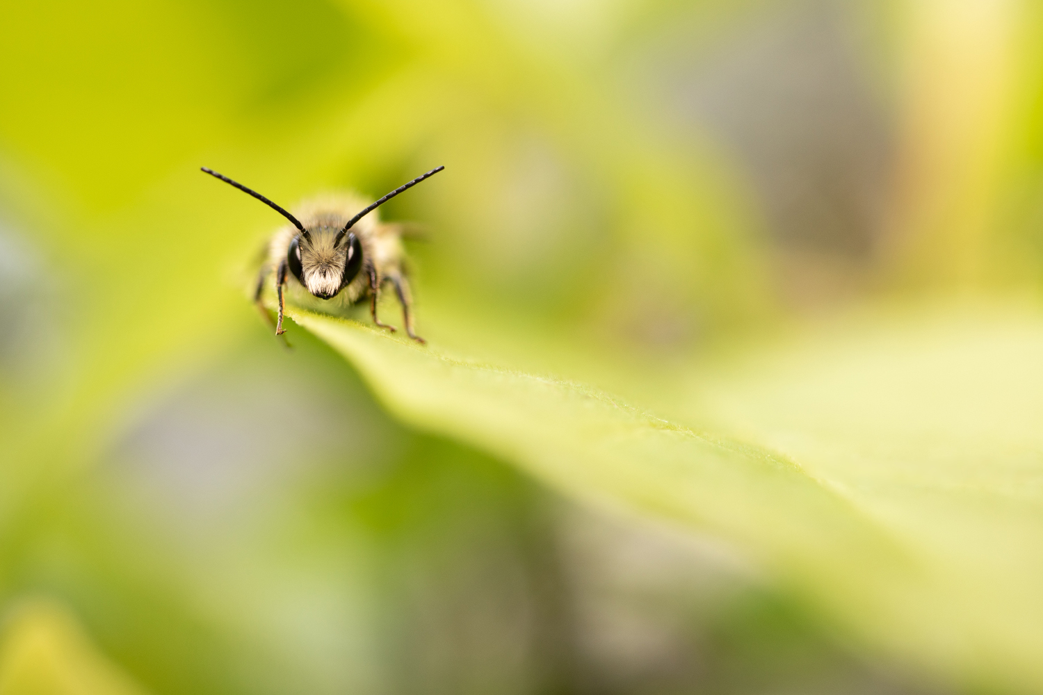 Abeille sauvage – Tirage photo (alu-dibond)