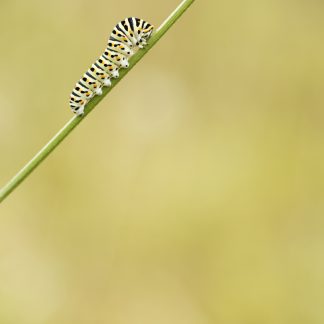 Chenille de Machaon