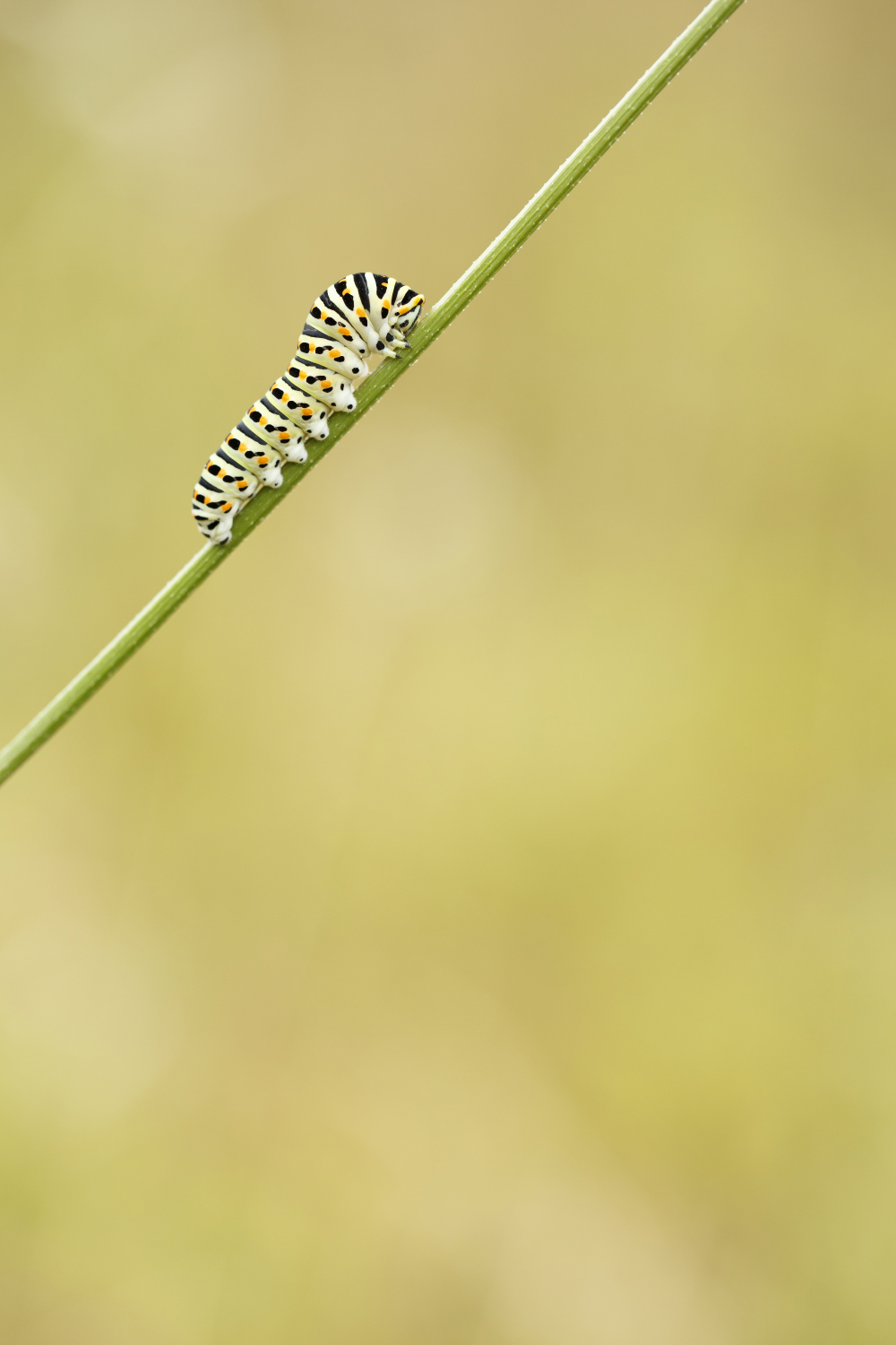 Chenille de machaon – Tirage photo (alu-dibond)