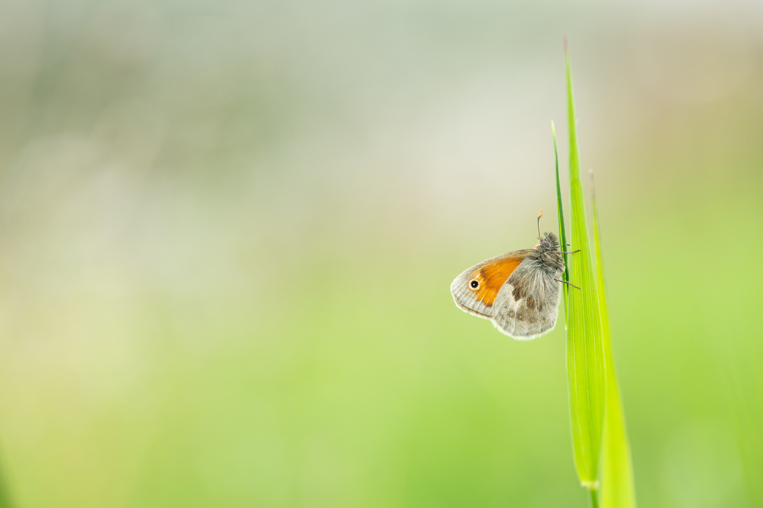 Fadet commun – Tirage photo (alu-dibond)