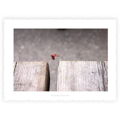 L'ECRIN et ses 10 Cartes d'Art "I BELIEVE I CAN FLY" – Image 10