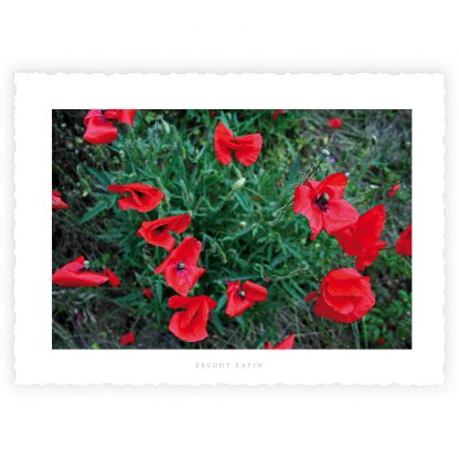 L'ECRIN et ses 10 Cartes d'Art "FLOWER POWER" – Image 9