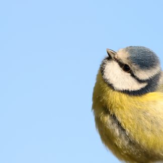 Mésange bleue