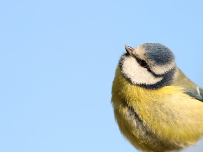 Mésange bleue