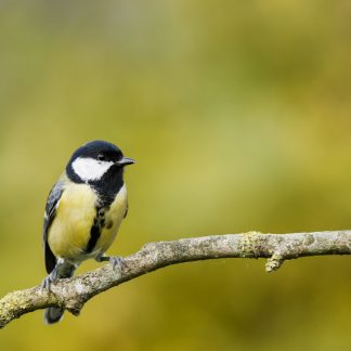 Mésange charbonnière