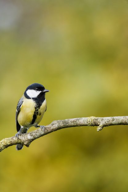 Mésange charbonnière