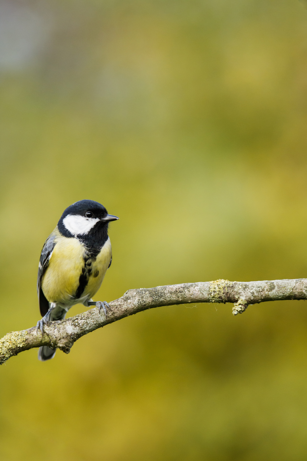 Mésange charbonnière – Tirage photo (alu-dibond)