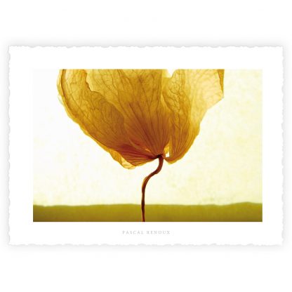 L'ECRIN et ses 10 Cartes d'Art "FLOWER POWER" – Image 7