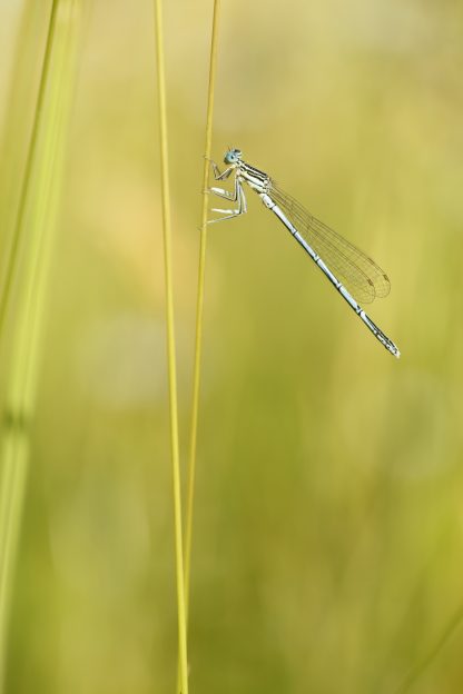 Pennipatte bleuâtre