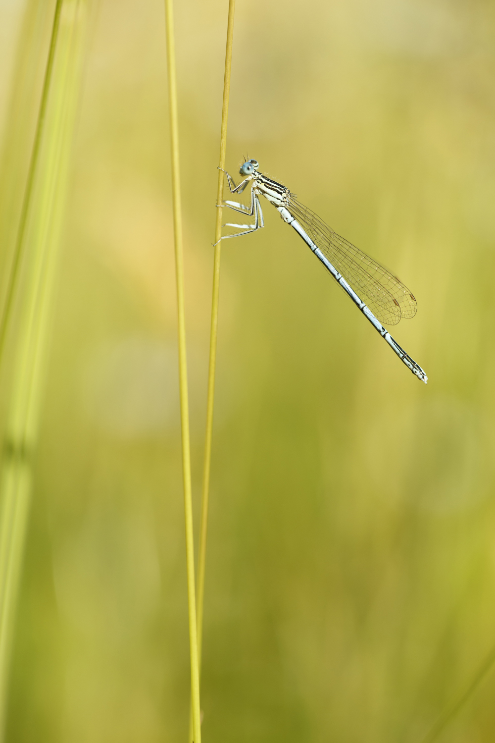 Pennipatte bleuâtre – Tirage photo (alu-dibond)