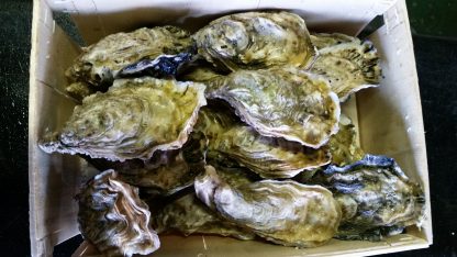 HUîTRES DE CANCALE (1 KG)