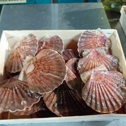 COQUILLES SAINT- JACQUES BRETONNES ST MALO 5KG