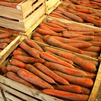 CAROTTES