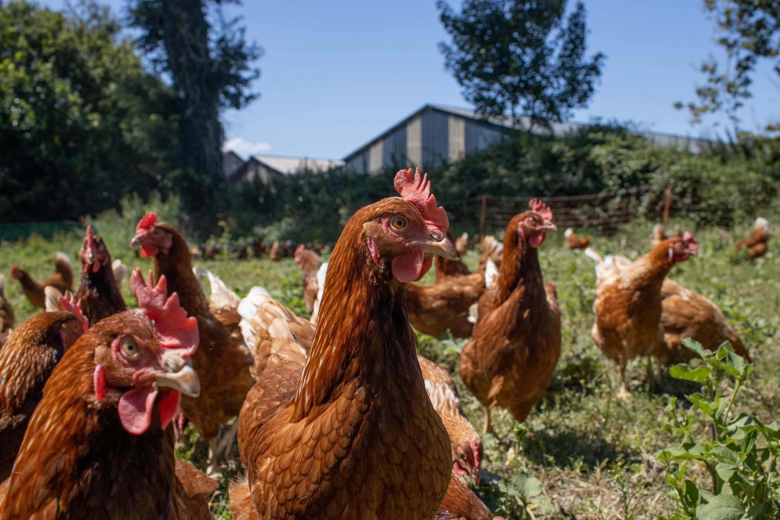 La ferme Kig ha vi