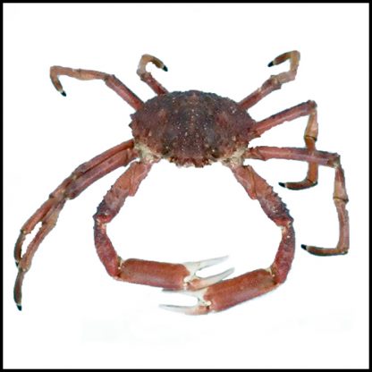 ARAIGNEE DE MER DE ST MALO - 1 KG