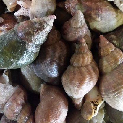 BULOTS BRETONS (minimum 500 G)