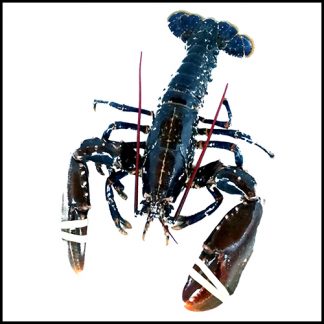 HOMARD EUROPEEN ÉPATÉ (500 G)