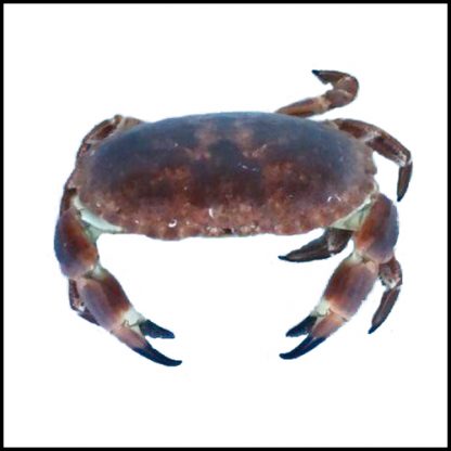 TOURTEAUX VIVANTS 1 KG
