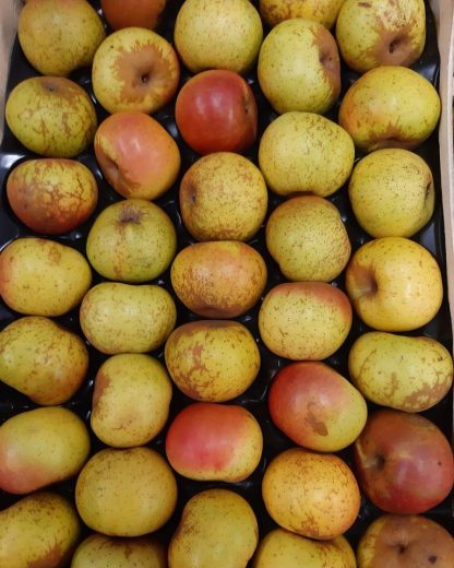 POMME REINETTE D ARMORIQUE 1 KG