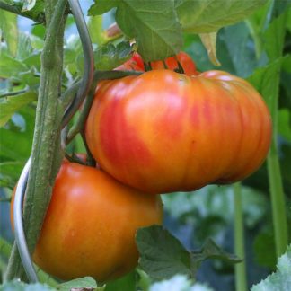 plant de tomate variété Ananas