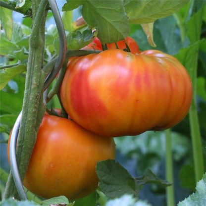 plant de tomate variété Ananas
