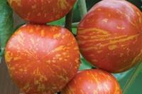 Plant de tomate Red Zebra