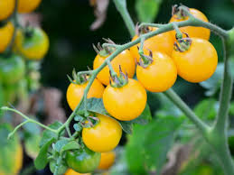 plant de tomate Gold Nugget
