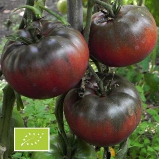 Plant de tomate variété Black From Tula