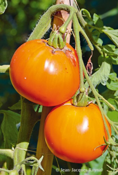 plant de tomate Kaki Coing GRAND CONTENANT