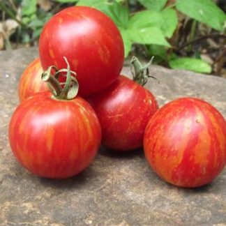 Plant de tomate Précoce de Quimper