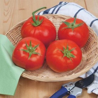 Plant de tomate Beef