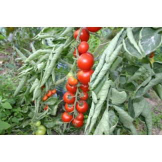 Plant de tomate Cerise Miel du Mexique