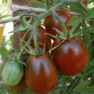 Plant de tomate Prune Noire