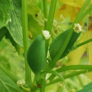 Plant de Cyclanthère