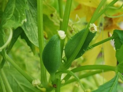 Plant de Cyclanthère