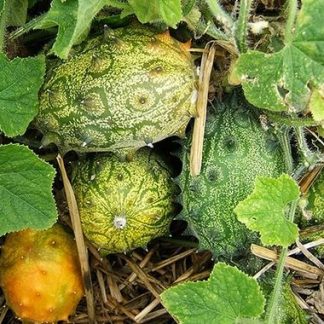 Plant de Kiwano