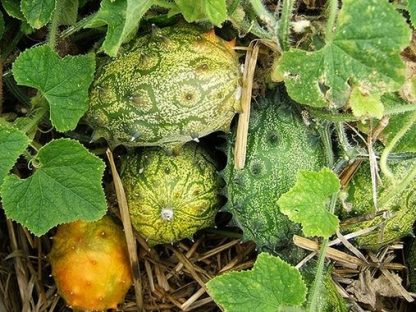Plant de Kiwano