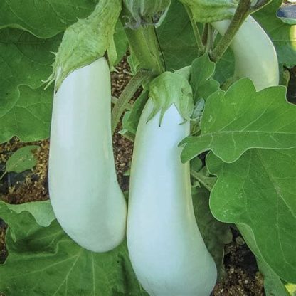 Plant d'aubergine Dourga