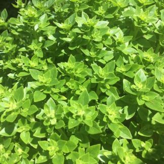 Plant de basilic Grec