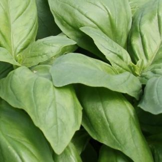 Plant de basilic Marseillais