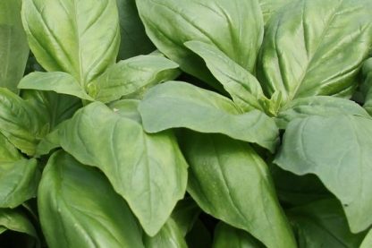 Plant de basilic Marseillais