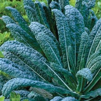 Plant de Chou Kale Nero Di Toscana