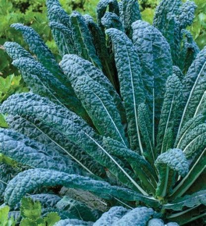 Plant de Chou Kale Nero Di Toscana