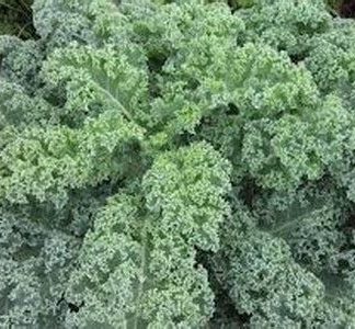 Plant de Chou Kale Westlandse Winter