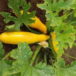 Plant de courgette jaune