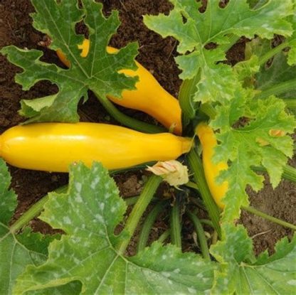Courgette jaune