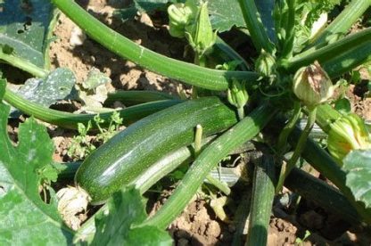 Courgette verte non Black Beauty