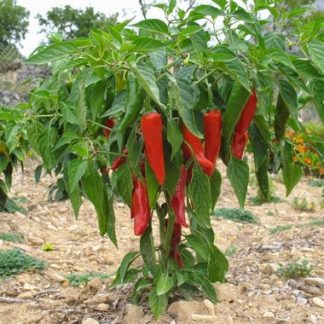 Plant de piment dit d'Espelette'gloria'