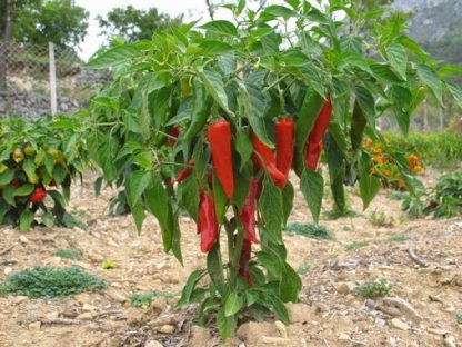 Plant de piment dit d'Espelette'gloria'