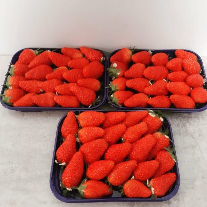 FRAISE GARIGUETTE DE PLOUGASTEL(29) x 250 GRS